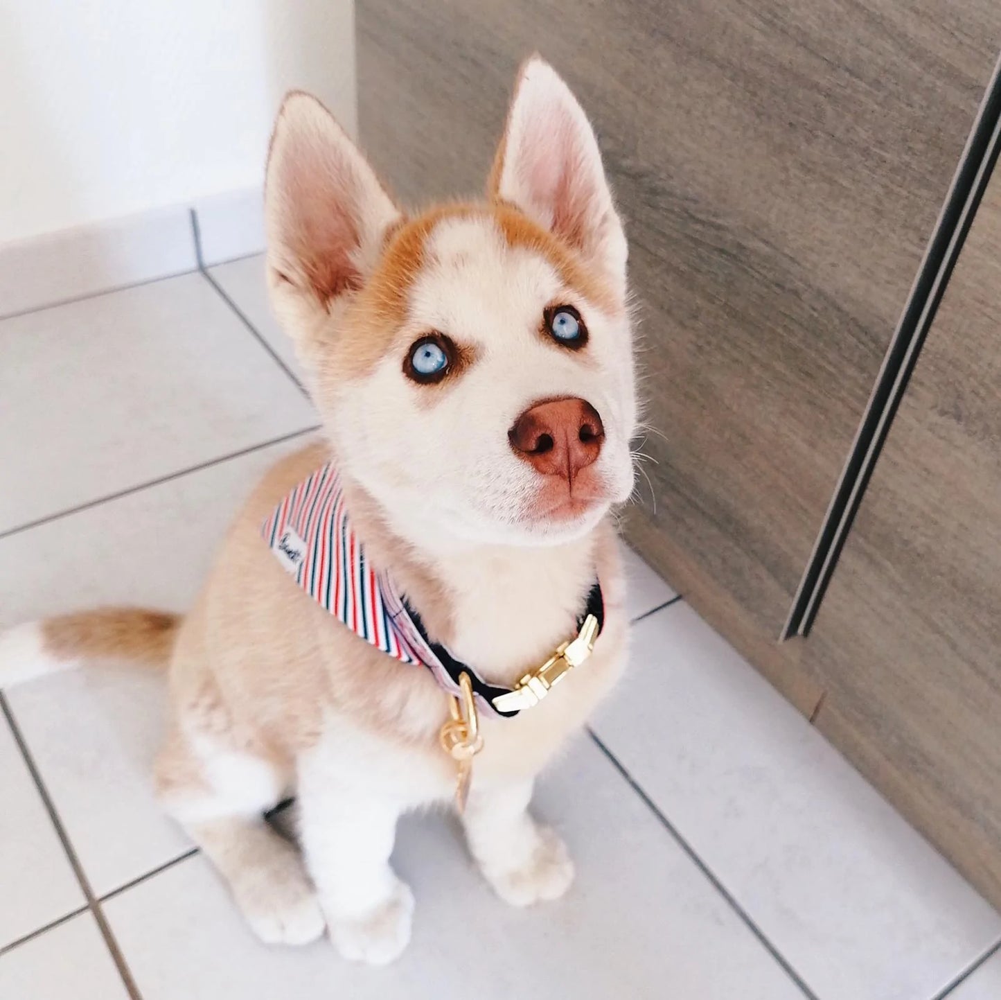 Hundehalsband Bandana Tricolore