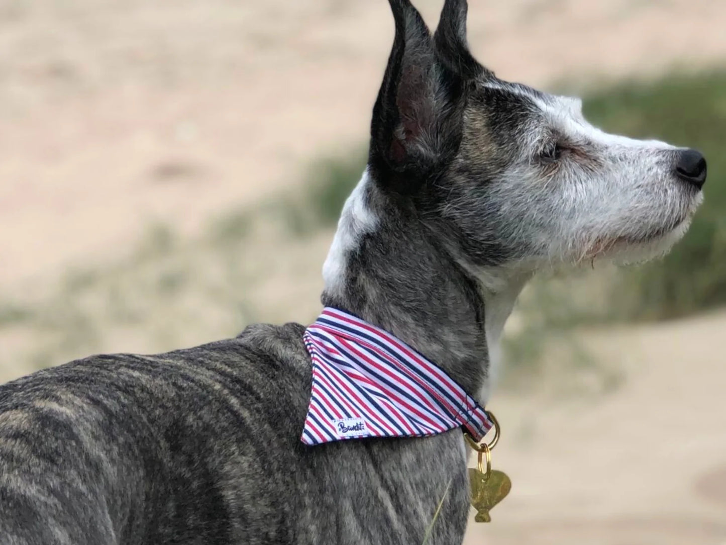 Hundehalsband Bandana Tricolore