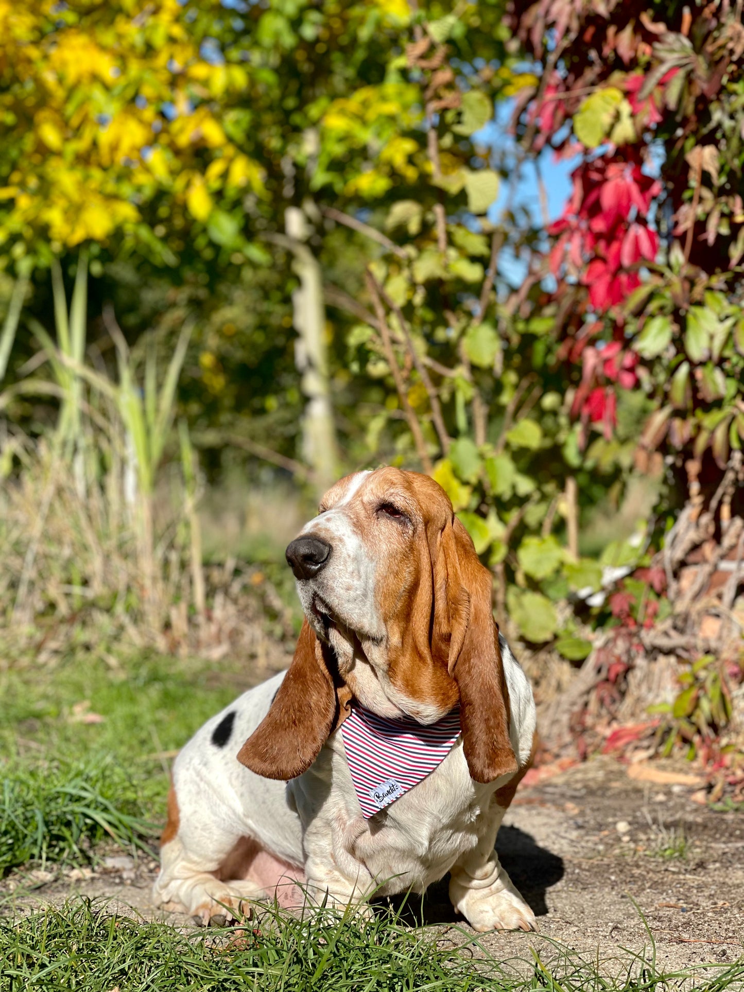 Hundehalsband Bandana Tricolore